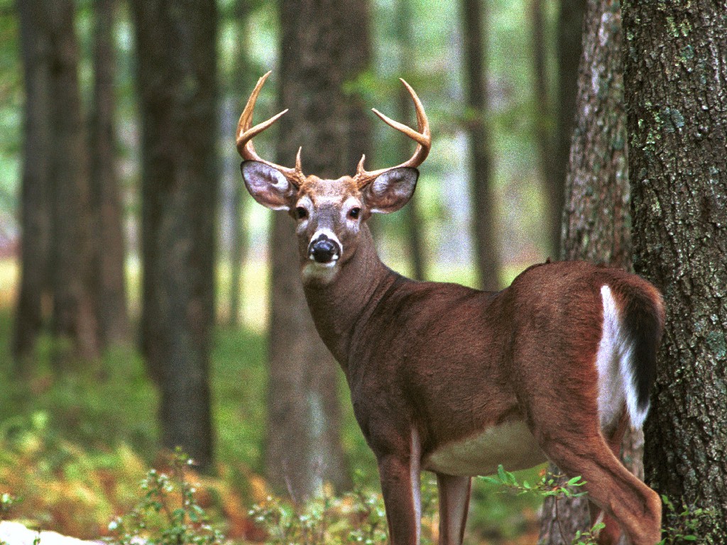 Hunting: The sport of losing yourself in the woods for a buck