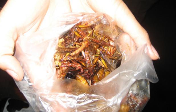 Making insects a hunter’s cuisine