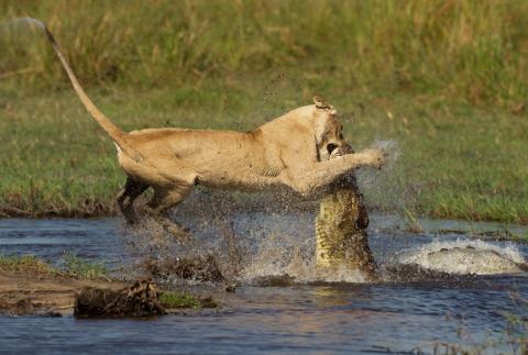 Photo gallery: Lion vs. crocodile