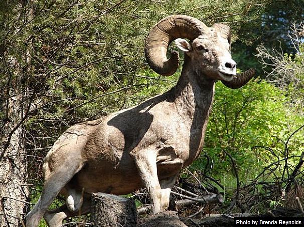 Bighorn sheep hunting permit auctions for $480,000