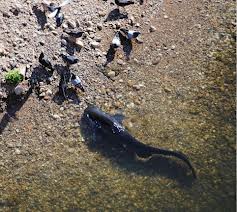 Have you seen a catfish catch a pigeon? Here’s your chance!