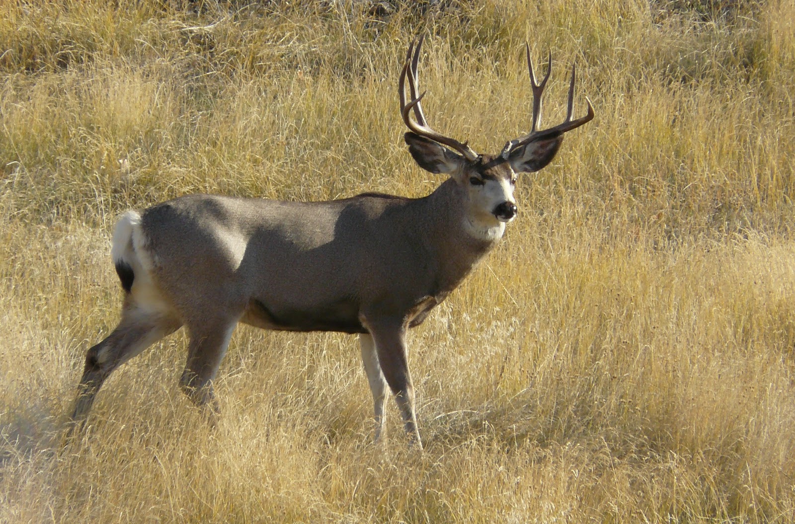 Hunter pays $310,000 for a mule deer permit