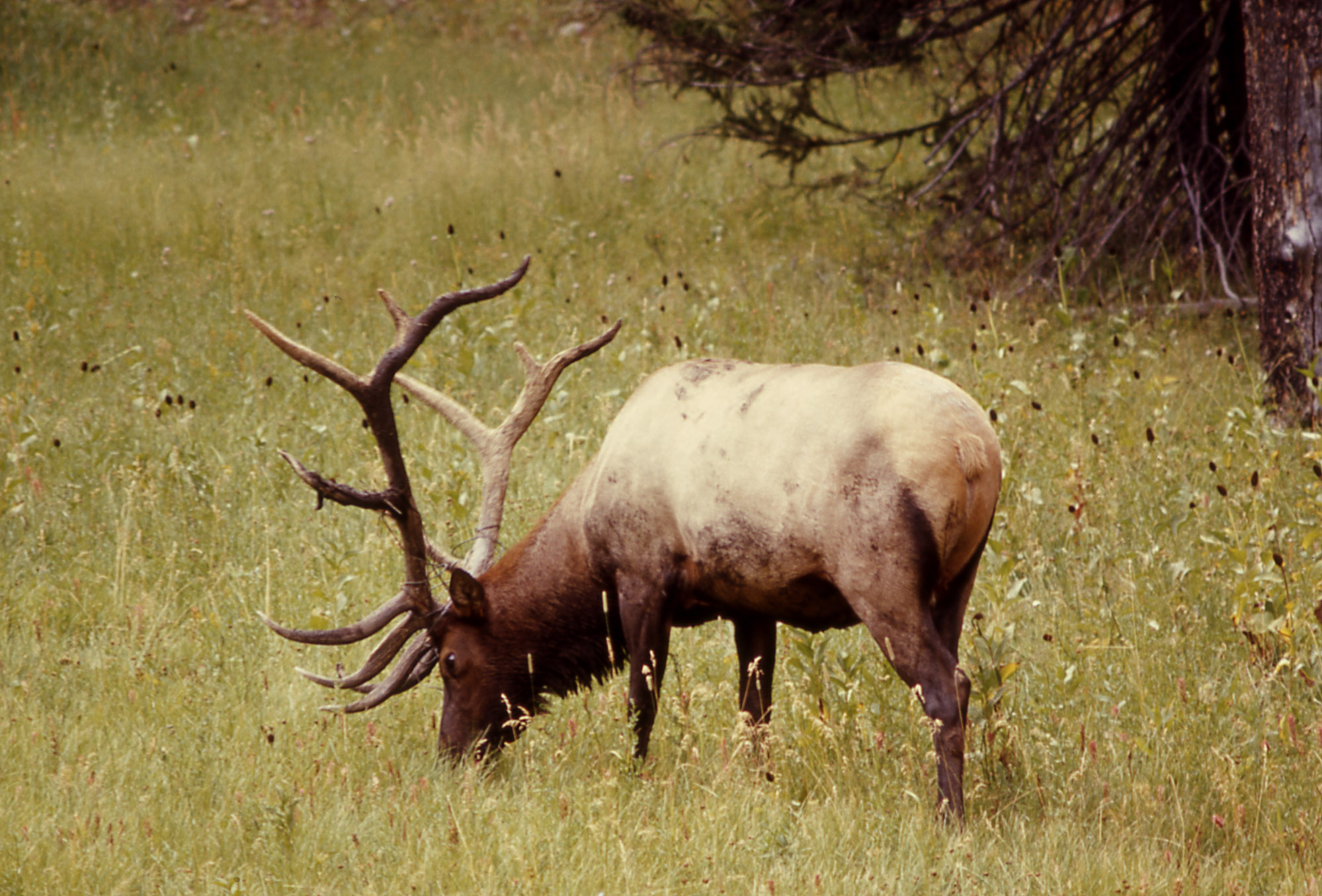 Extreme long range hunting–magnum bull elk is dropped at 1090 yards