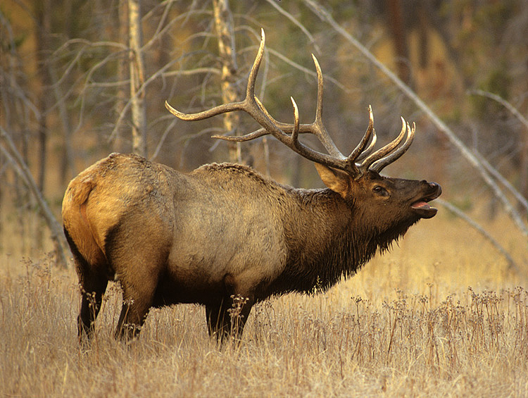 Elk antlers fetch record high prices at Jackson Hole auction