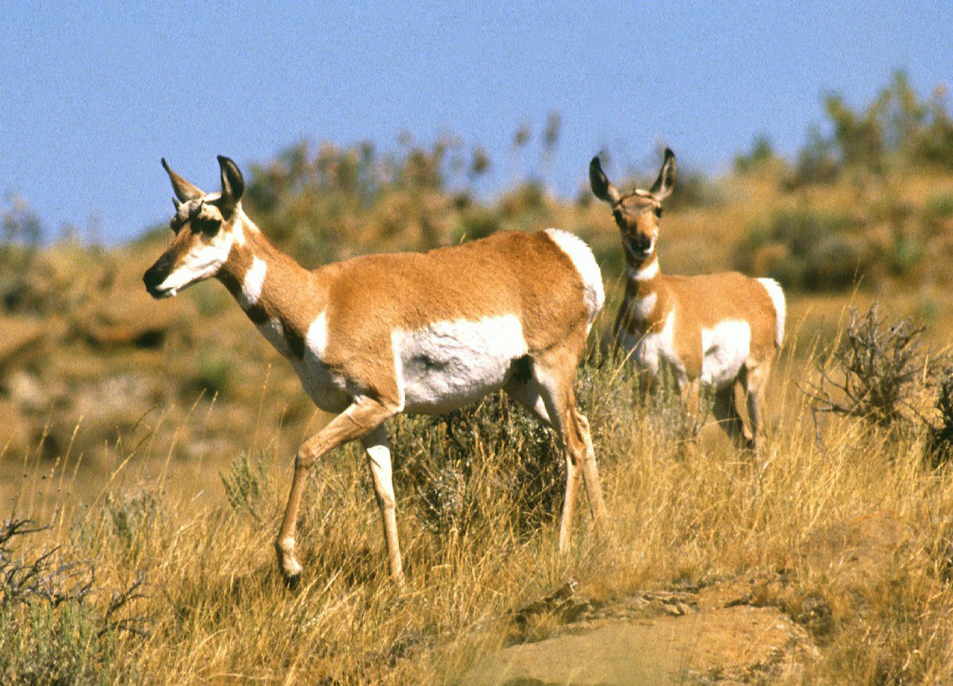 Pronghorn antelope drop their fawns in late May