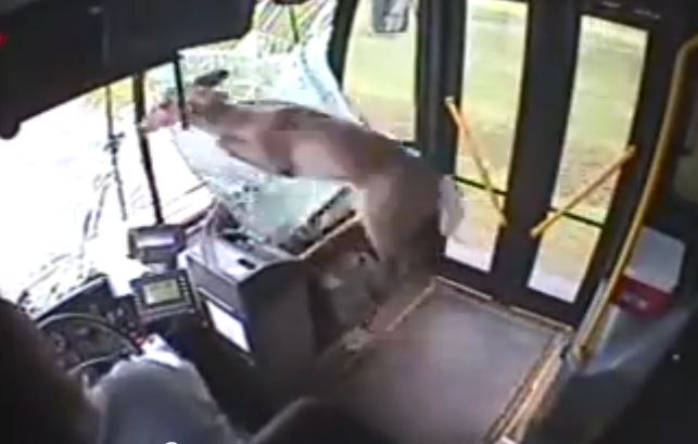 Deer crashes through bus windshield, then goes berserk!