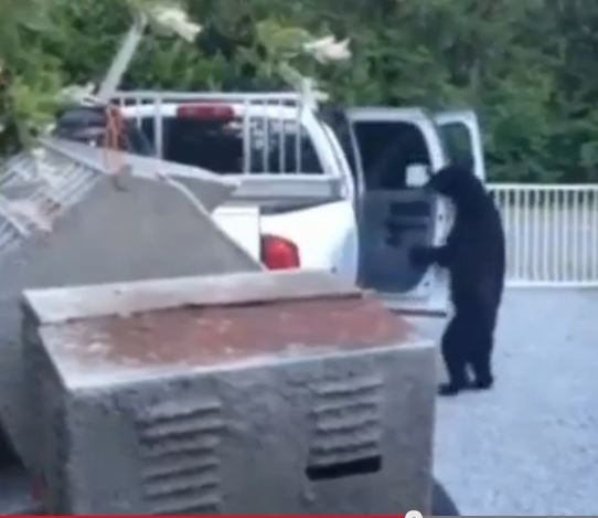 Video captures bear opening truck doors