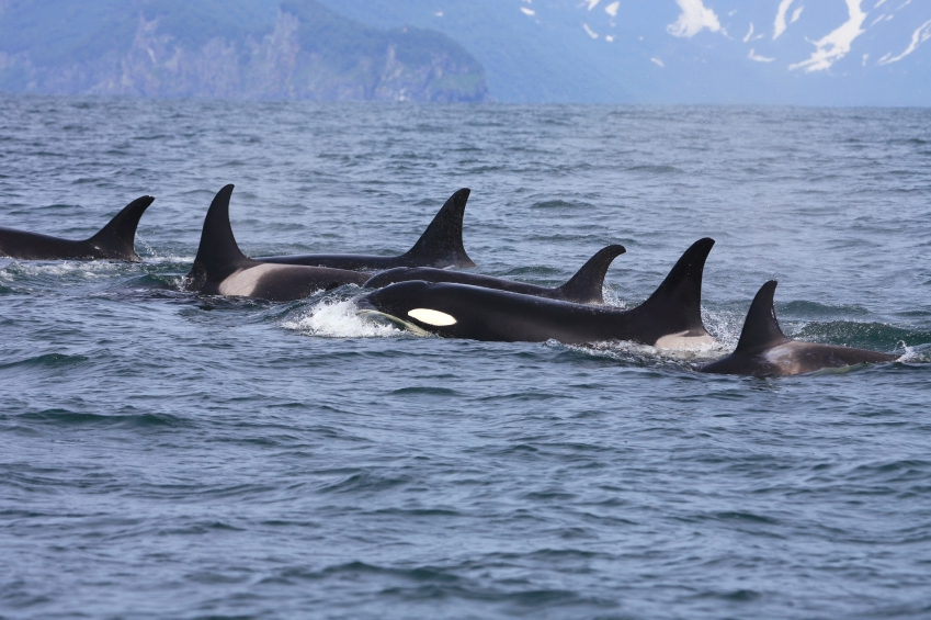 Orcas hunt then play with sea lion pups