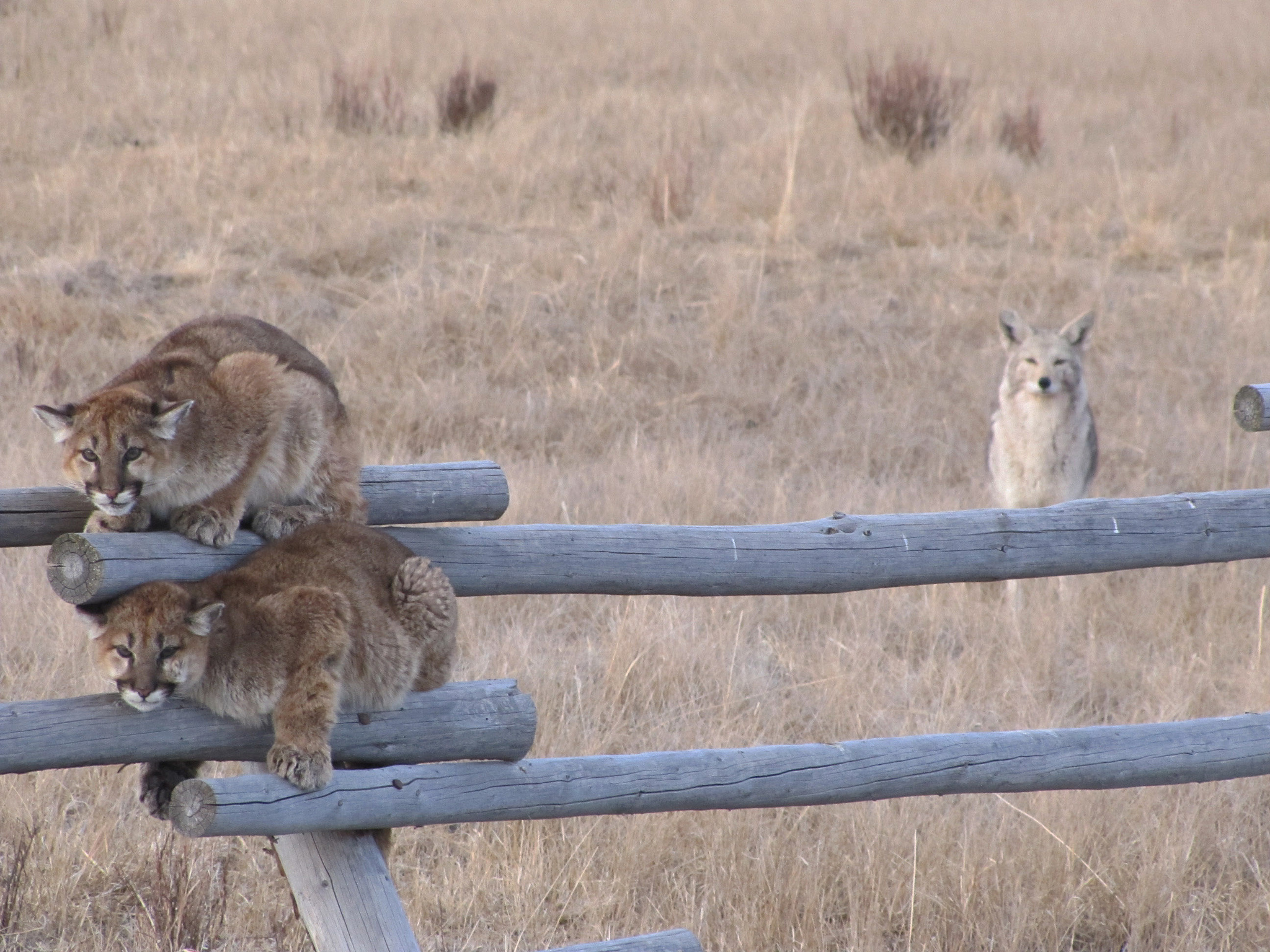 Adult coyotes tree juvenile cougars at National Elk Refuge