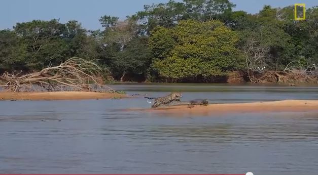 Jaguar attacks camain in central Brazil.