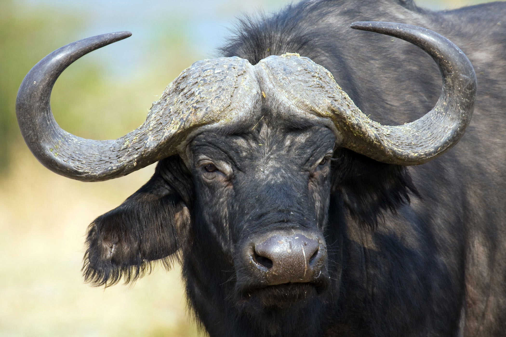 Grown tired of deer hunting? Try Cape Buffalo.