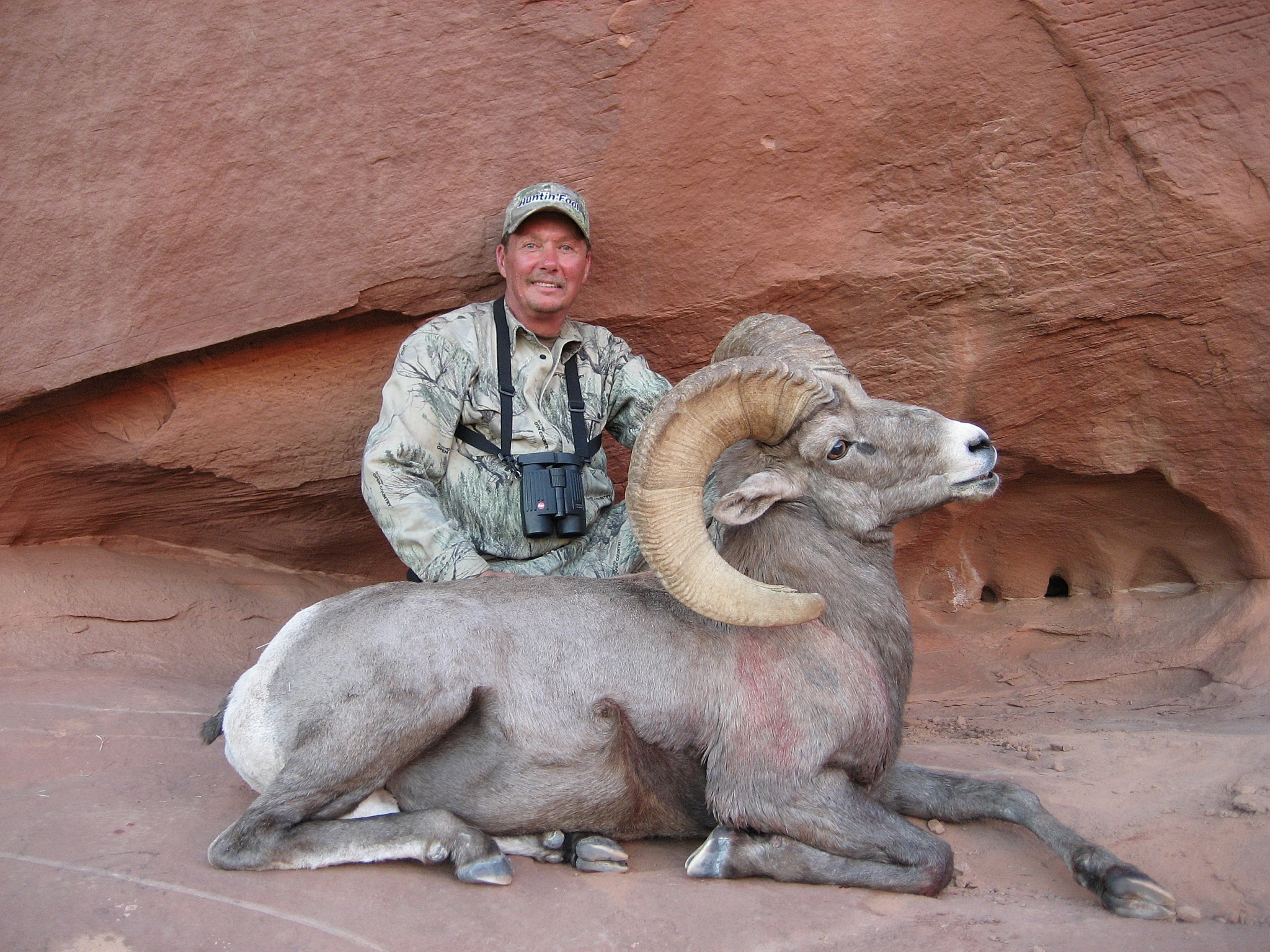 Incredible Desert bighorn sheep taken by Ray Bridge of Price, Utah