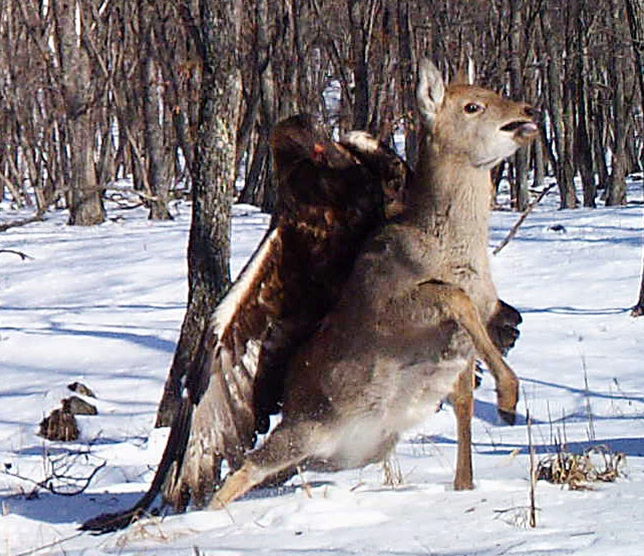 Golden eagle nails deer!