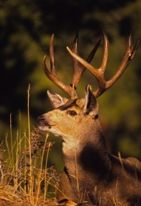 Bedded Mule Deer Buck Close Up