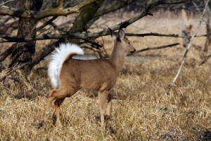 White-tailed Deer Odocoileus virginianus