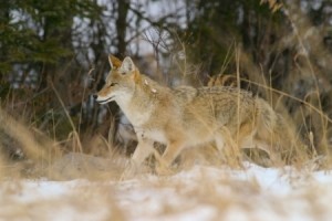 wild coyote running through snow