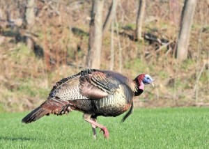 Male wild turkey walking on grass.