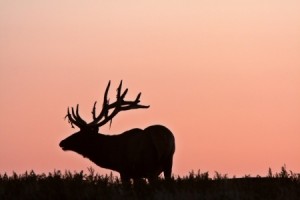 Silhouette of male elk