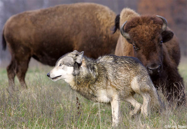 Mother bison and her calf battle a wolf pack.