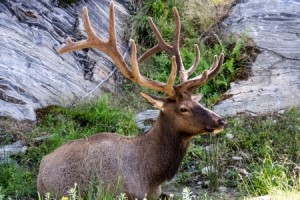 Part of an adult Elk in a ditch