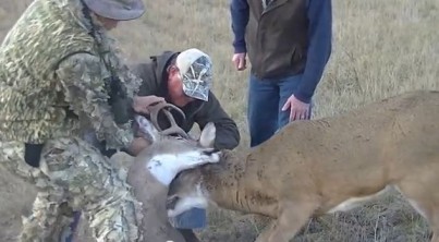 Hunters rescue buck, locked in combat with dead rival, from hungry coyotes.