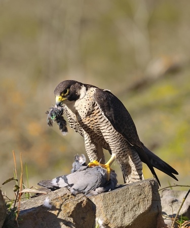 Wanna to hunt like a falcon?