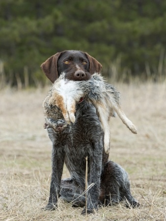 Get your dog ready for the season with these 10 tips!