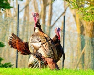 Wild Turkey strutting in the spring mating season for a female