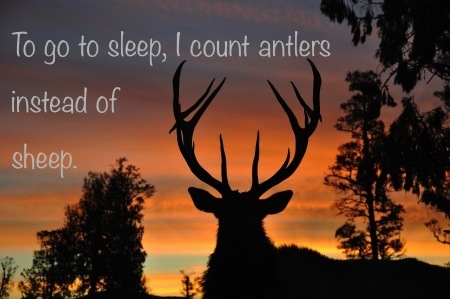 Counting antlers