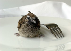 baby dove on the white plate
