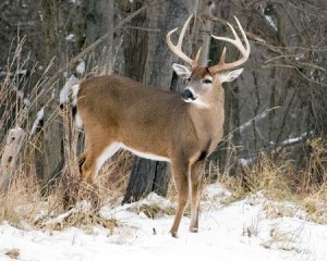 A whitetail deer buck standing in the snow