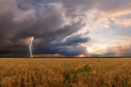 Summer landscape with wheat field and sunflower