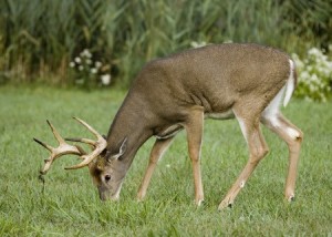 Browsing whitetail deer buck