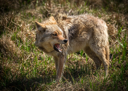 Coyotes are making a huge comeback