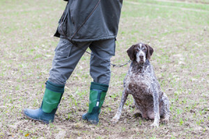 39518464 - hunting dog with hunter