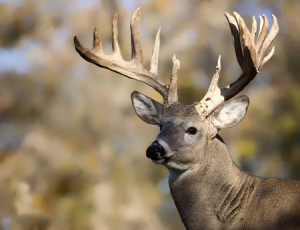 47319061 - large white-tailed deer head and shoulders