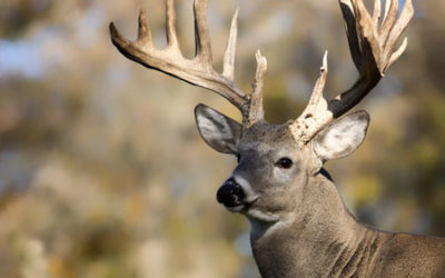 All signs point to a good year for deer hunters