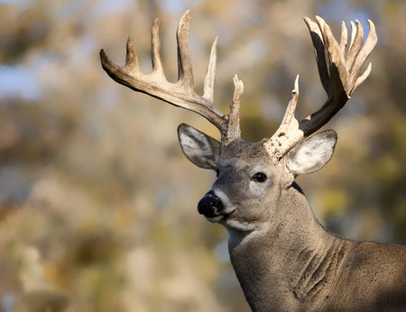 All signs point to a good year for deer hunters