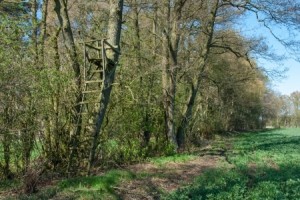 18997015 - ladder stand at a tree on the edge of the forest